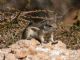 White-tailed Antelope Squirrel (Ammospermophilus leucurus) 