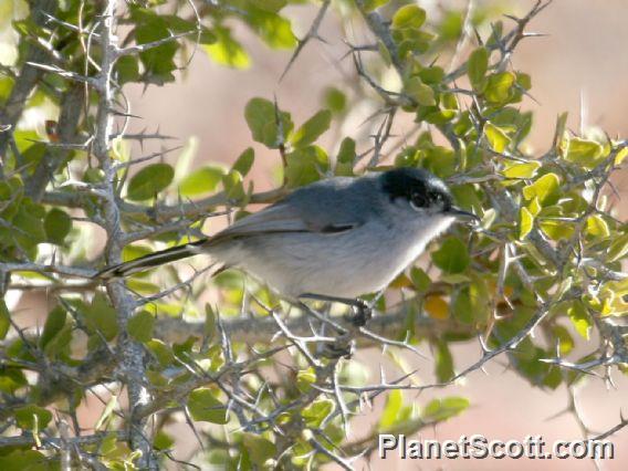 California Gnatcatcher (Polioptila californica)