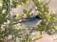 California Gnatcatcher (Polioptila californica) 