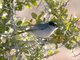 California Gnatcatcher (Polioptila californica)