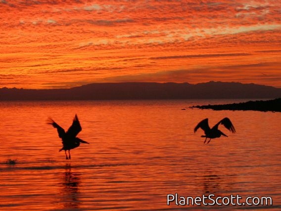 Trip Report, maps, and images for Mexico, Baja California Sur Trip Report, maps, and images for Mexico, Baja California Sur