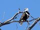 Bald Eagle (Haliaeetus leucocephalus)