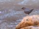 American Dipper (Cinclus mexicanus) 