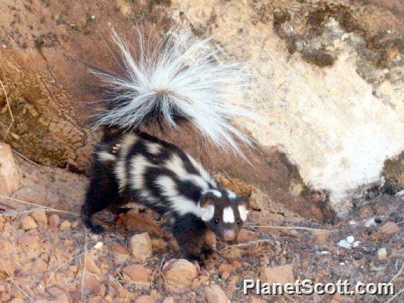 Western Spotted Skunk (Spilogale gracilis)