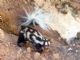 Western Spotted Skunk (Spilogale gracilis) 