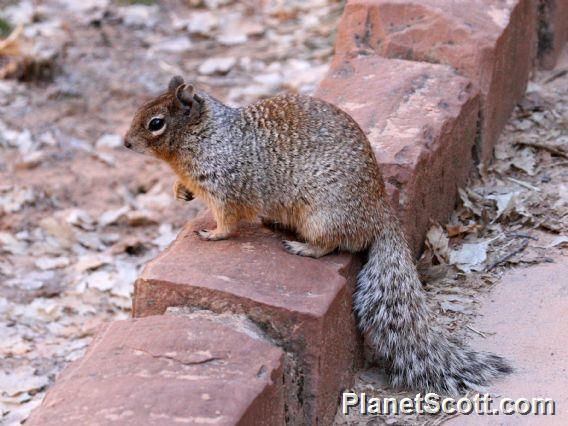 Rock Squirrel (Spermophilus variegatus)