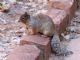 Rock Squirrel (Spermophilus variegatus) 