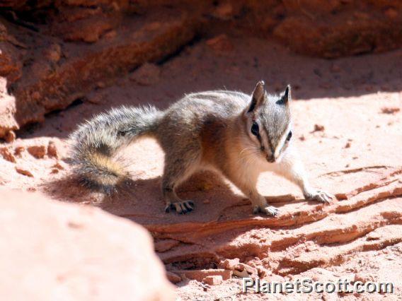 Cliff Chipmunk (Neotamias dorsalis)