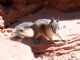 Cliff Chipmunk (Tamias dorsalis) 