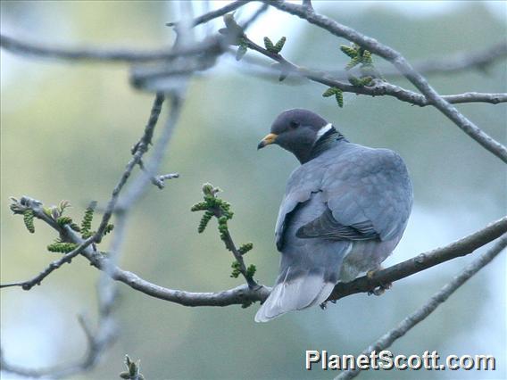 Band-tailed Pigeon (Patagioenas fasciata)