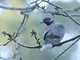 Band-tailed Pigeon (Columba fasciata)