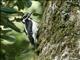 Hairy Woodpecker (Picoides villosus) 