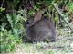 brush rabbit (Sylvilagus bachmani) 