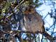 Mourning Sierra-Finch (Phrygilus fruticeti) Female