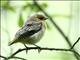 Bullocks Oriole (Icterus bullockii) Fledgling