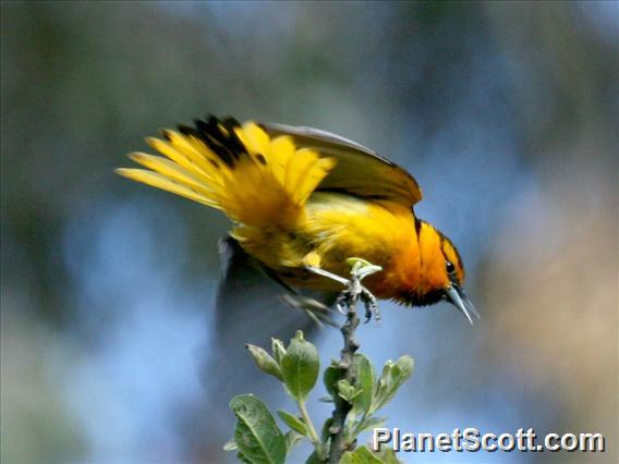 Bullock's Oriole (Icterus bullockii)