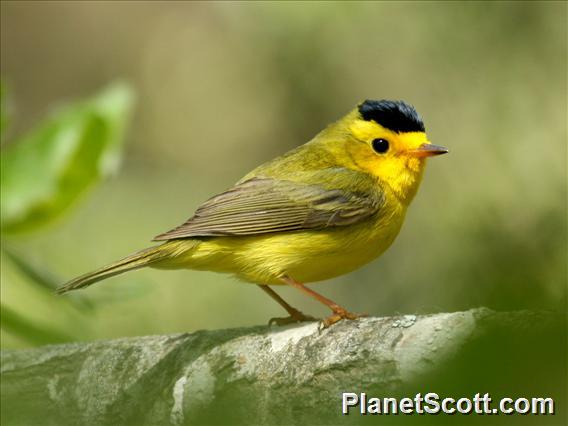 Wilson's Warbler (Cardellina pusilla)