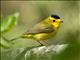 Wilsons Warbler (Wilsonia pusilla) 