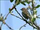 Pine Siskin (Carduelis pinus) 