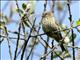 Pine Siskin (Carduelis pinus) 