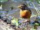 American Robin (Turdus migratorius) 