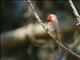 House Finch (Carpodacus mexicanus) 