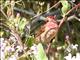 Purple Finch (Haemorhous purpureus) 