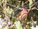 Purple Finch (Haemorhous purpureus)