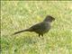 California Towhee (Pipilo crissalis) 