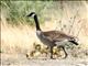 Canada Goose (Branta canadensis) 