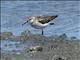 Western Sandpiper (Calidris mauri) Alternate Plumage