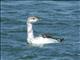 Red-throated Loon (Gavia stellata) 1st Summer