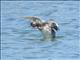 Horned Grebe (Podiceps auritus) 