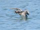 Horned Grebe (Podiceps auritus)