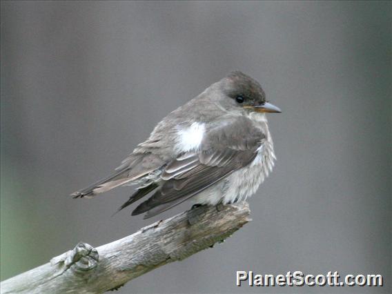 Olive-sided Flycatcher (Contopus cooperi)