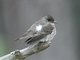 Olive-sided Flycatcher (Contopus borealis)