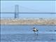 American Avocet (Recurvirostra americana) 