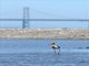 American Avocet (Recurvirostra americana)