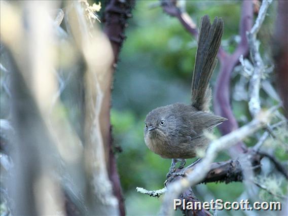 Wrentit (Chamaea fasciata)