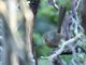 Wrentit (Chamaea fasciata)