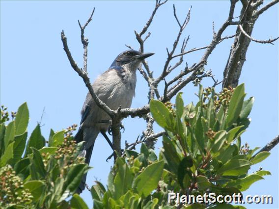 Island Scrub Jay (Aphelocoma insularis)