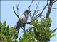 Santa Cruz Jay (Aphelocoma insularis) 