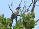 Santa Cruz Jay (Aphelocoma insularis)