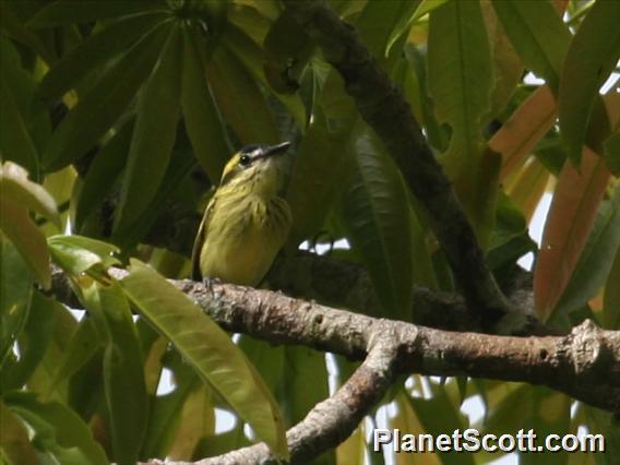 Yellow-browed Tody-Flycatcher (Todirostrum chrysocrotaphum)