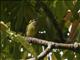 Yellow-browed Tody-Flycatcher (Todirostrum chrysocrotaphum) 