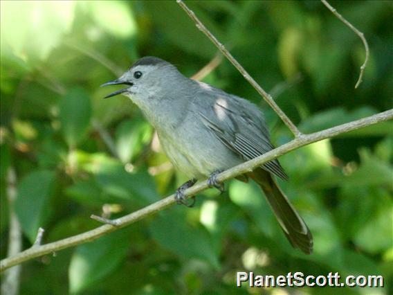 Gray Catbird (Dumetella carolinensis)