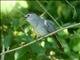 Grey Catbird (Dumetella carolinensis) 