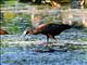 Glossy Ibis (Plegadis falcinellus) 