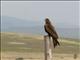 Black Kite (Milvus migrans) 