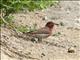 Common Rosefinch (Carpodacus erythrinus) Male